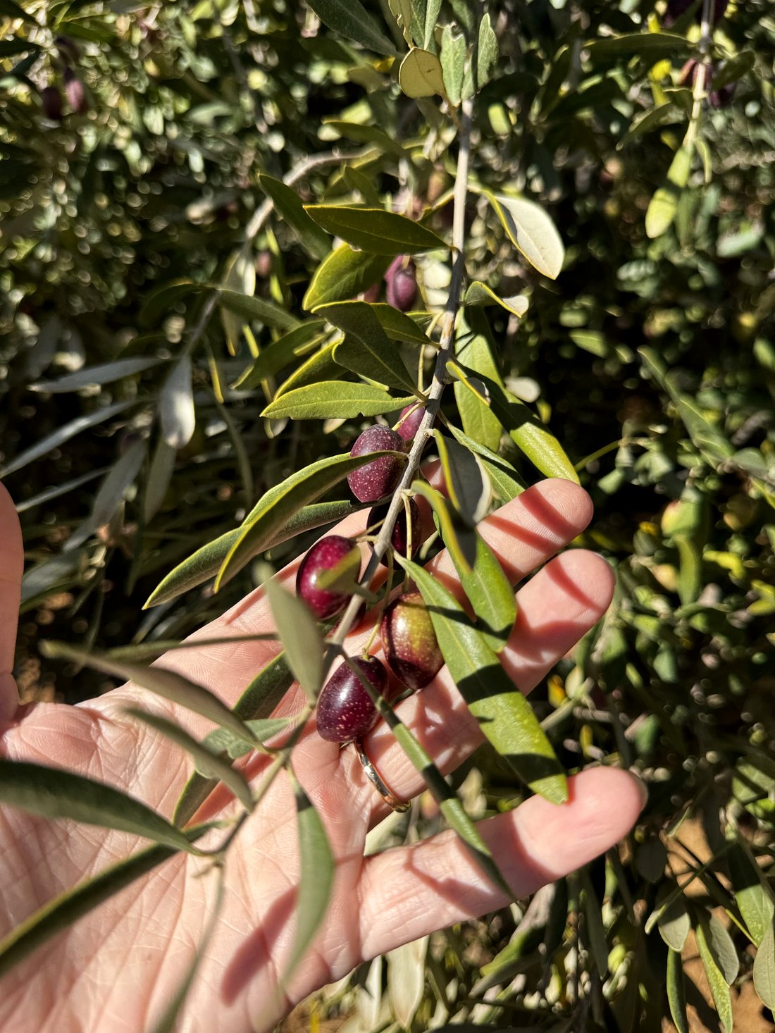 A hand cradling a branch of olives at varying ripeness